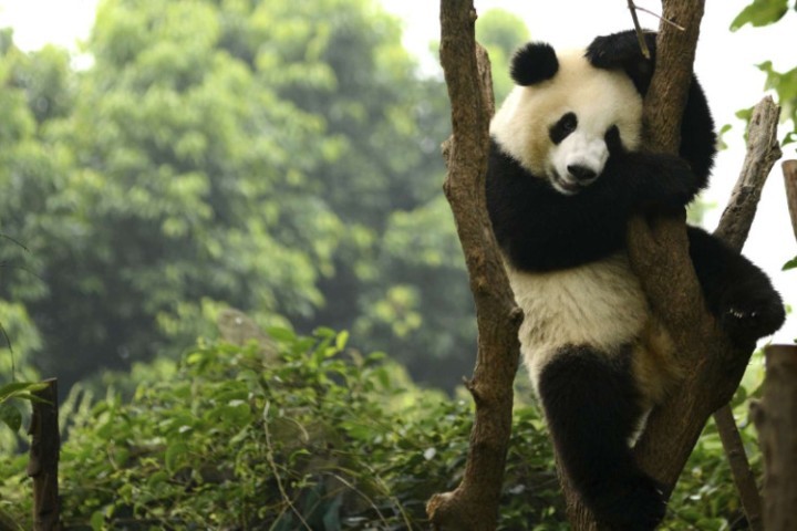 Les associations de protection des animaux conseillent le retour de bébé panda à la nature